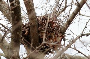 Eichhörnchen Nest
