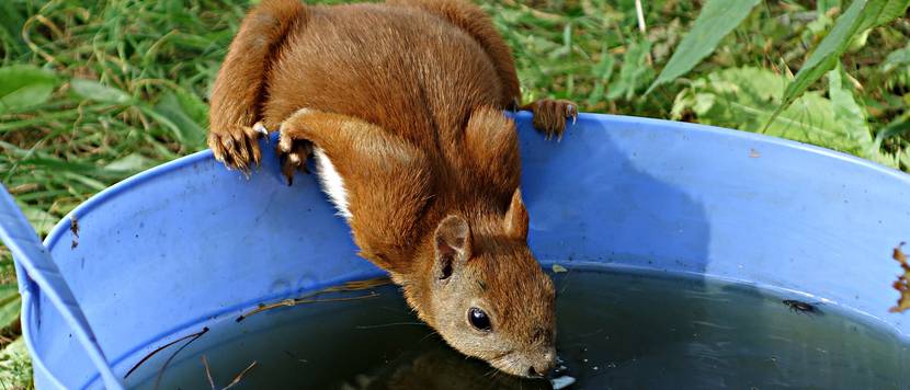 Eichhörnchen trinkt