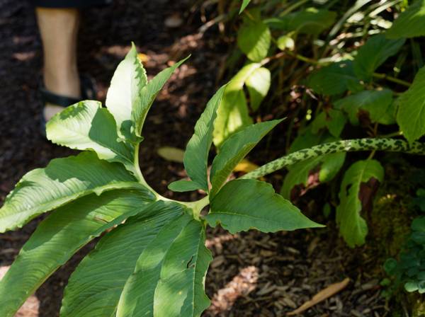 Eidechsenwurz 3 Tipps zum Kultivieren der Voodoo Lilie heimwerker.de