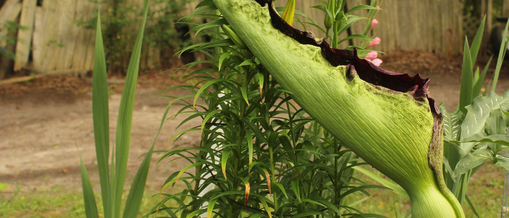 Eidechsenwurz 3 Tipps zum Kultivieren der Voodoo Lilie heimwerker.de