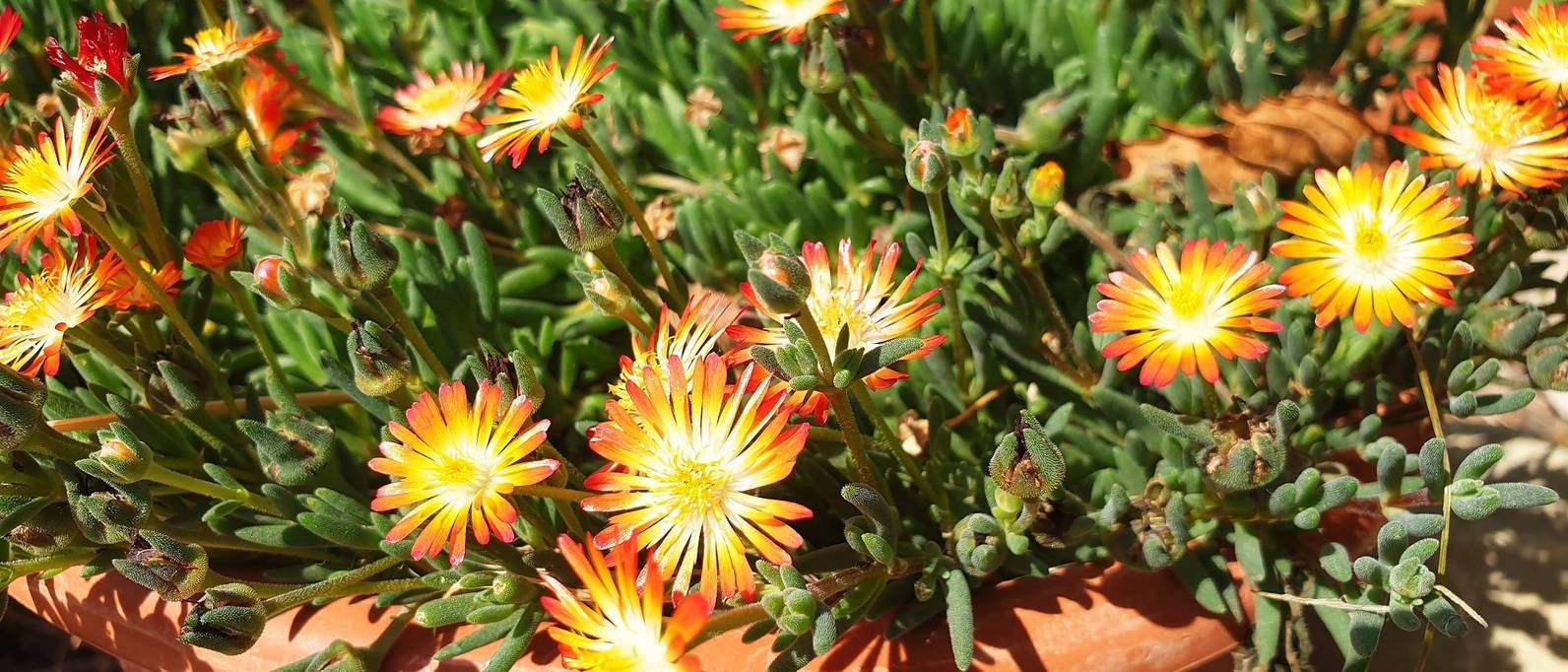 Eisblume pflanzen 7 Tipps zur Kultivierung der winterharten Mittagsblume