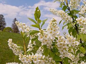 Blüten der traubenkirsche (elsbeere) im Frühjahr