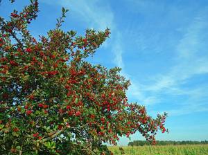 elsbeere, mehlbeere, sorbus, Rosaceae