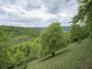 Sorbus torminalis Elsbeere im Naturschutzgebiet Gleistalhänge