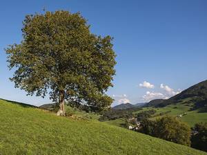 Sorbus torminalis Elsbeere oberhalb von Eschenau in Niederösterreich