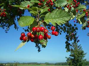 rote elsbeeren