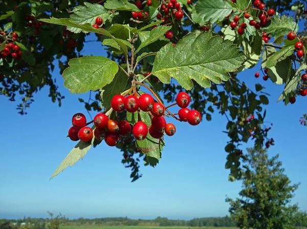 Elsbeere 4 Tipps zum Anpflanzen und Pflegen im heimischen Garten