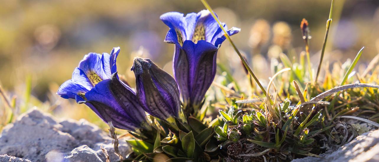 Enzian pflanzen 4 Tipps für die trichterförmige Blüte heimwerker.de