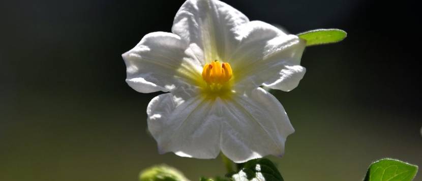 enzian blüte in weiß
