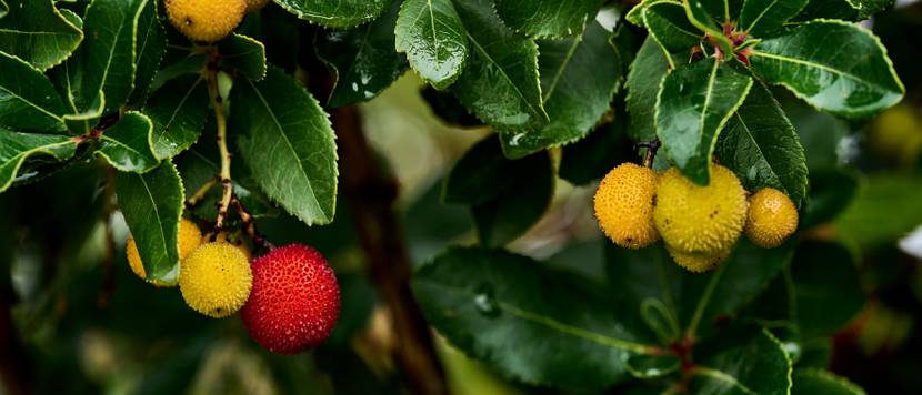 erdbeerbaum mit essbaren fruechten