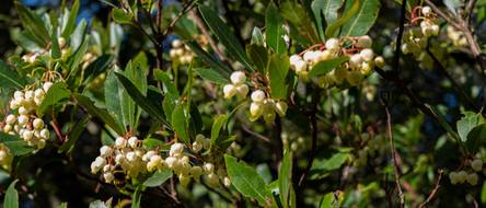 Westlicher Erdbeerbaum: 4 Hinweise zur Pflege und Vermehrung -