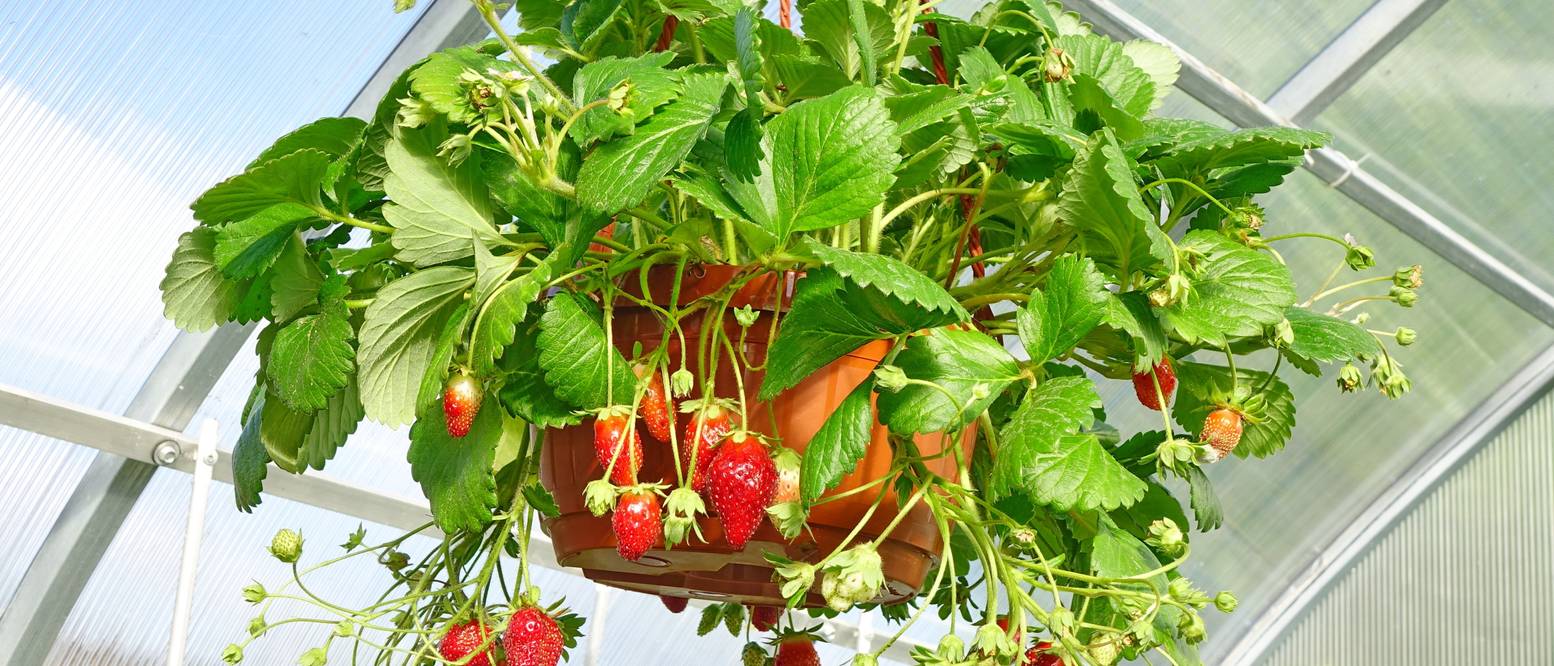 Erdbeeren im Topf pflanzen Voraussetzungen und anschließende Pflege