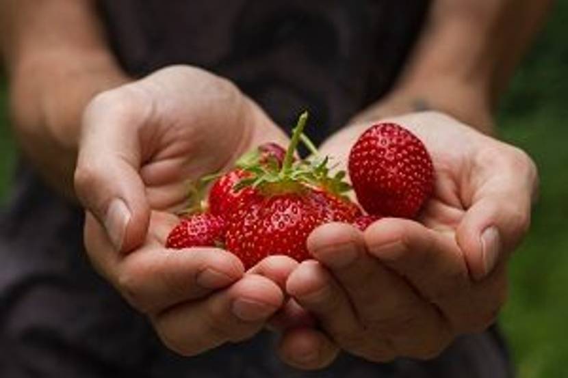 erdbeeren in hand