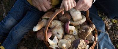 mutter und kind mit korb voller pilze