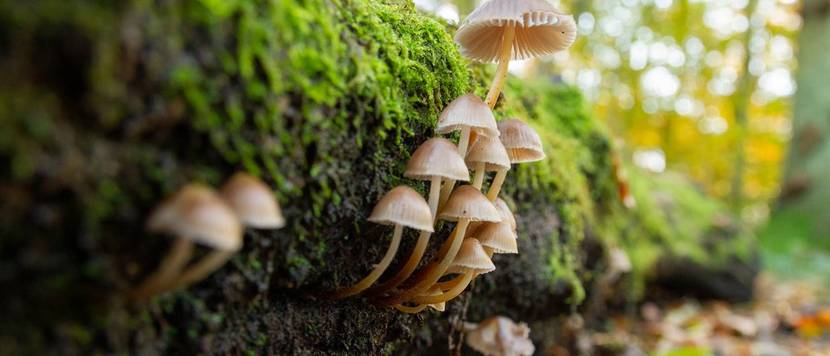 pilze im wald