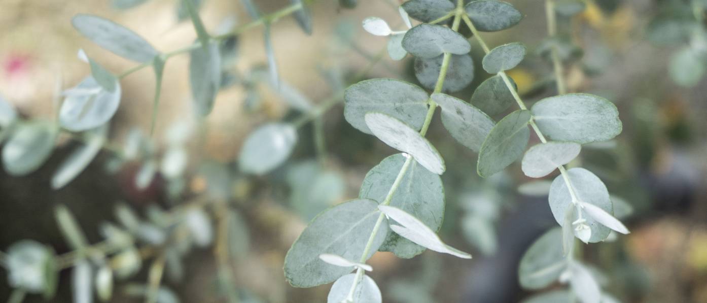 Pflanzen gegen Wespen Wespen natürlich fernhalten
