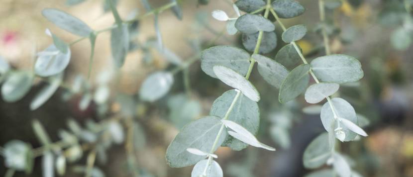 eukalyptus