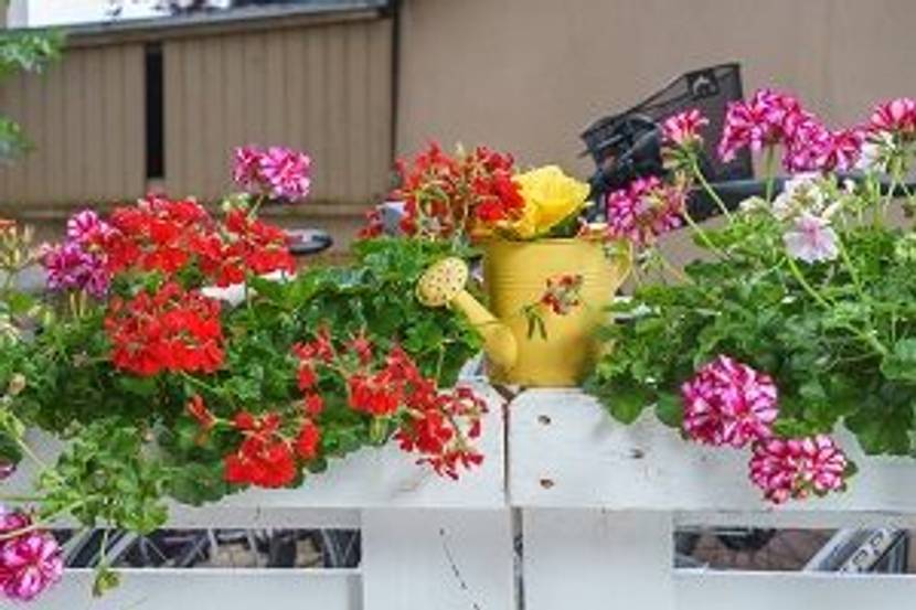 europalette mit blumen