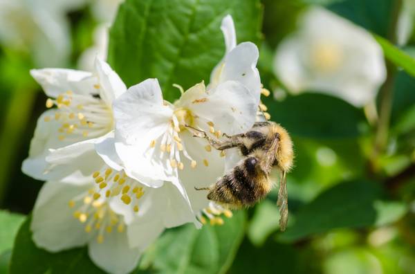 Falscher Jasmin 5 Pflanz und Pflegetipps heimwerker.de