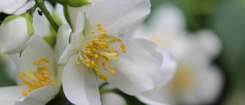 weiße blüte des falschen jasmins mit gelben samen
