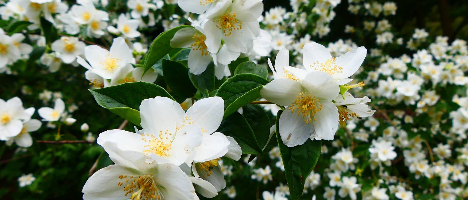Falscher Jasmin 5 Pflanz und Pflegetipps heimwerker.de