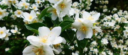 Falscher Jasmin: 5 Pflanz- und Pflegetipps - heimwerker.de