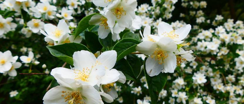 falscher jasmin mit weißen blüten und dunkelgrünen blättern