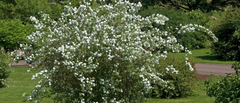 ausladender falscher jasmin strauch im garten