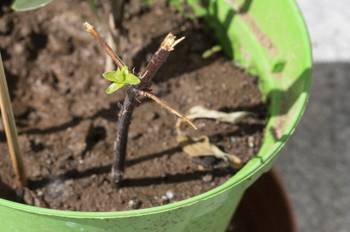 dünger harnstoff kaufen Purgrün Philodendron-Dünger 1 Liter