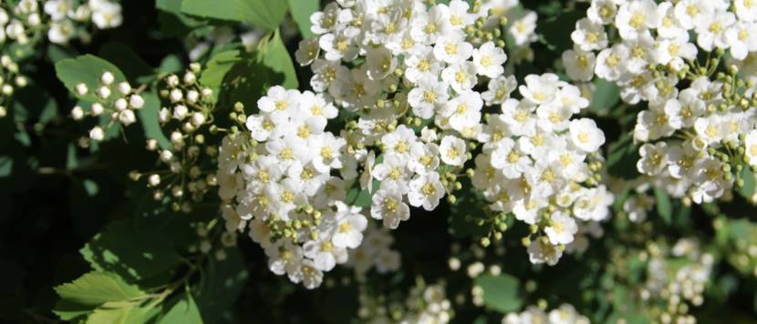falscher jasmin im garten mit zahlreichen blüten