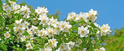 falscher jasmin unter blauem himmel