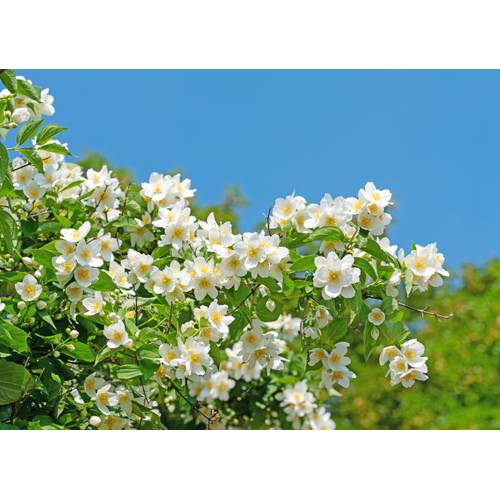 wann weinreben dngen Green Home Weinreben Bundle