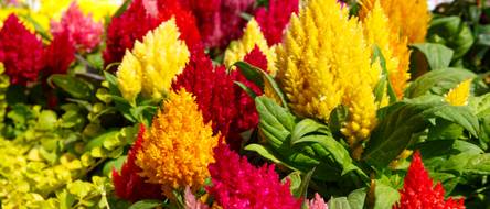 red wisteria Fluval Aqualife Red Wisteria Plant Mix 6-8 inch – KensFish.com main image 0