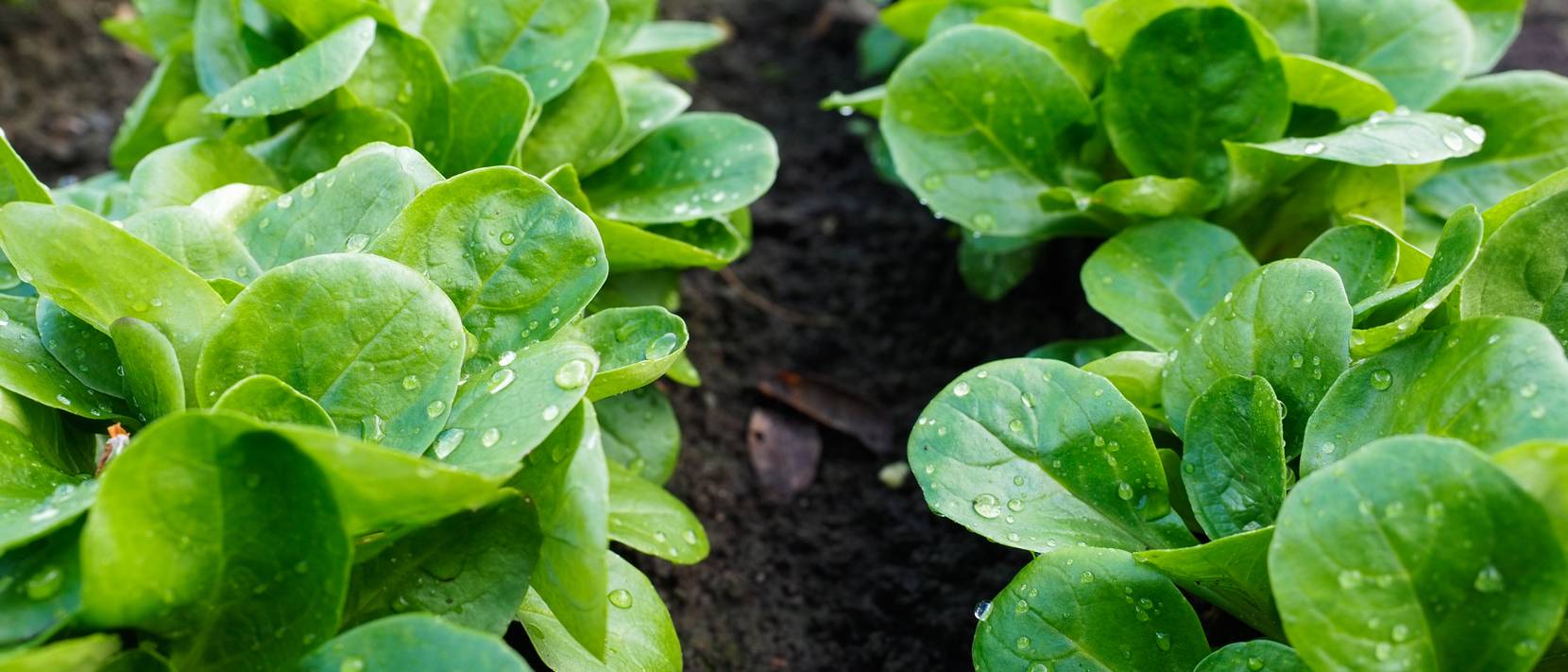 Wie Lange Braucht Feldsalat Bis Zur Ernte Feldsalat pflanzen: 10 Pflege-Tipps für den Feldsalatanbau