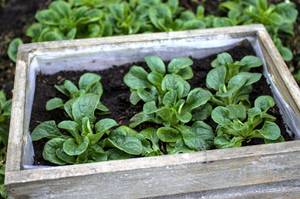 feldsalat-pflanzen-hochbeet