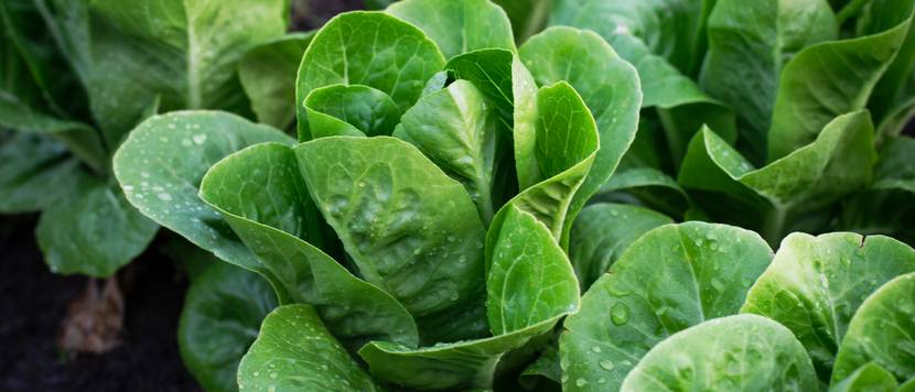 feldsalat-pflanzen-pflege