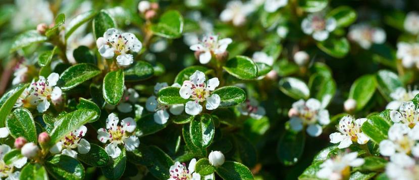 blüten der felsenmispel