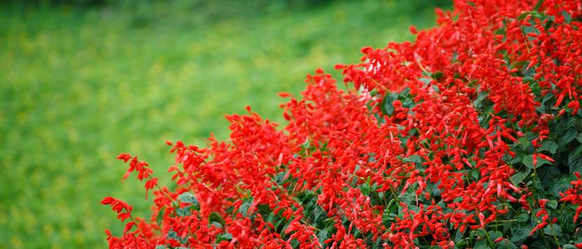 feuersalbei zur bluetezeit im garten