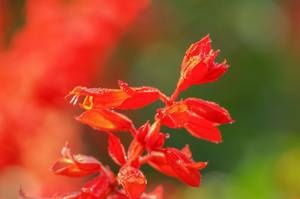 rot bluehender feuersalbei