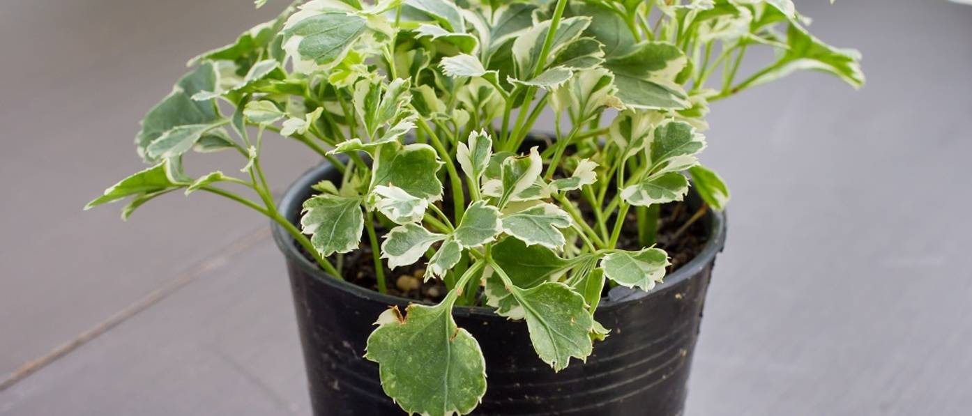 Fiederaralie 4 Tipps zur Haltung der pflegeintensiven Pflanze