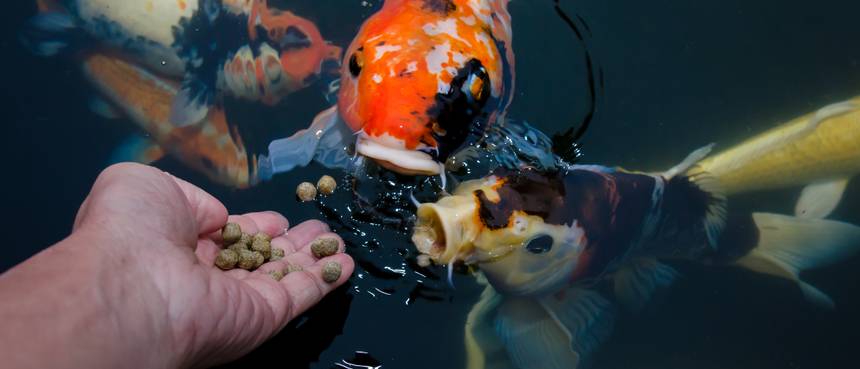 31+ Fische Teich Füttern, Mit dem speziellen absinkendem teichzeit