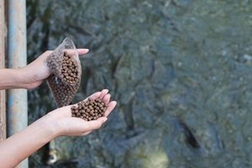 fischfutter in hand