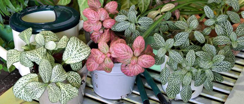 fittonia mix