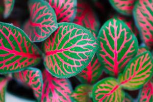 fittonia pink forest flame