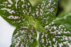 fittonia blätter in grün und rosa