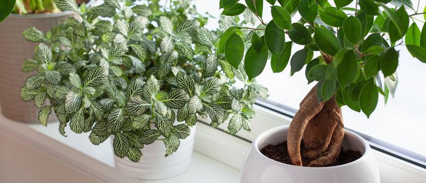 fittonia skeleton auf fensterbank