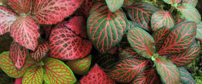 fittonia-verschaffeltii