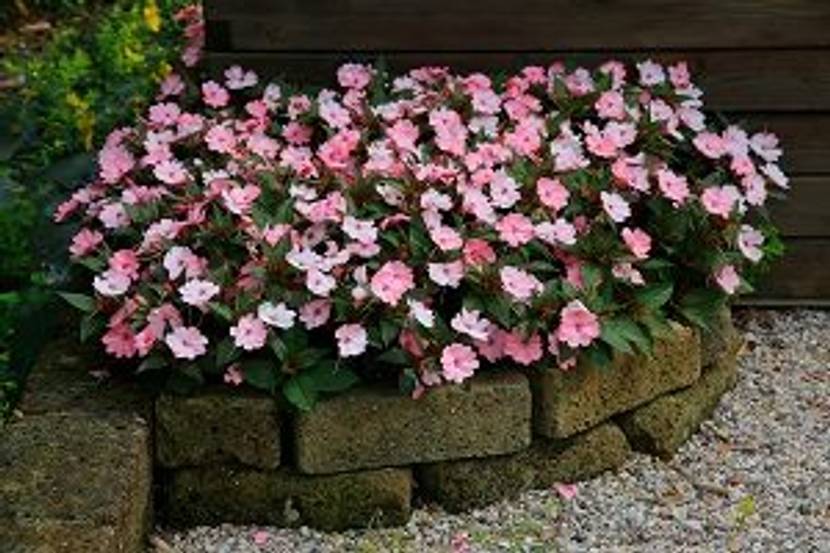 fleißiges Lieschen im Garten