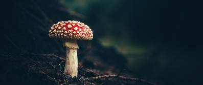 fliegenpilz