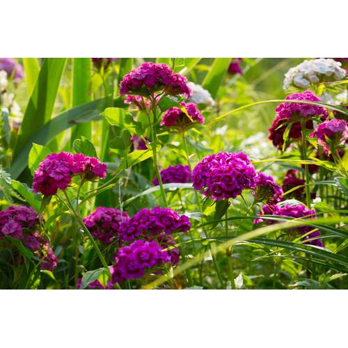 Bartnelke pflanzen: 5 Tipps fr die Schnittblume aus dem Bauerngarten